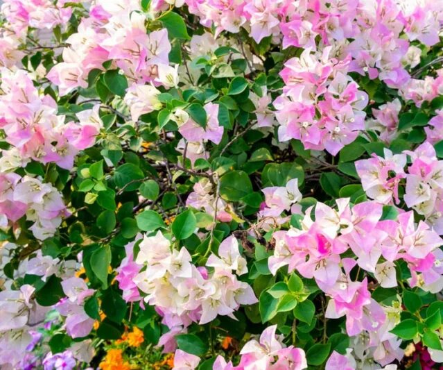 Pink White Bougainvillea Spectabilis Flower Seeds – Heirloom, Non-GMO, High Germination, Organic Seeds
