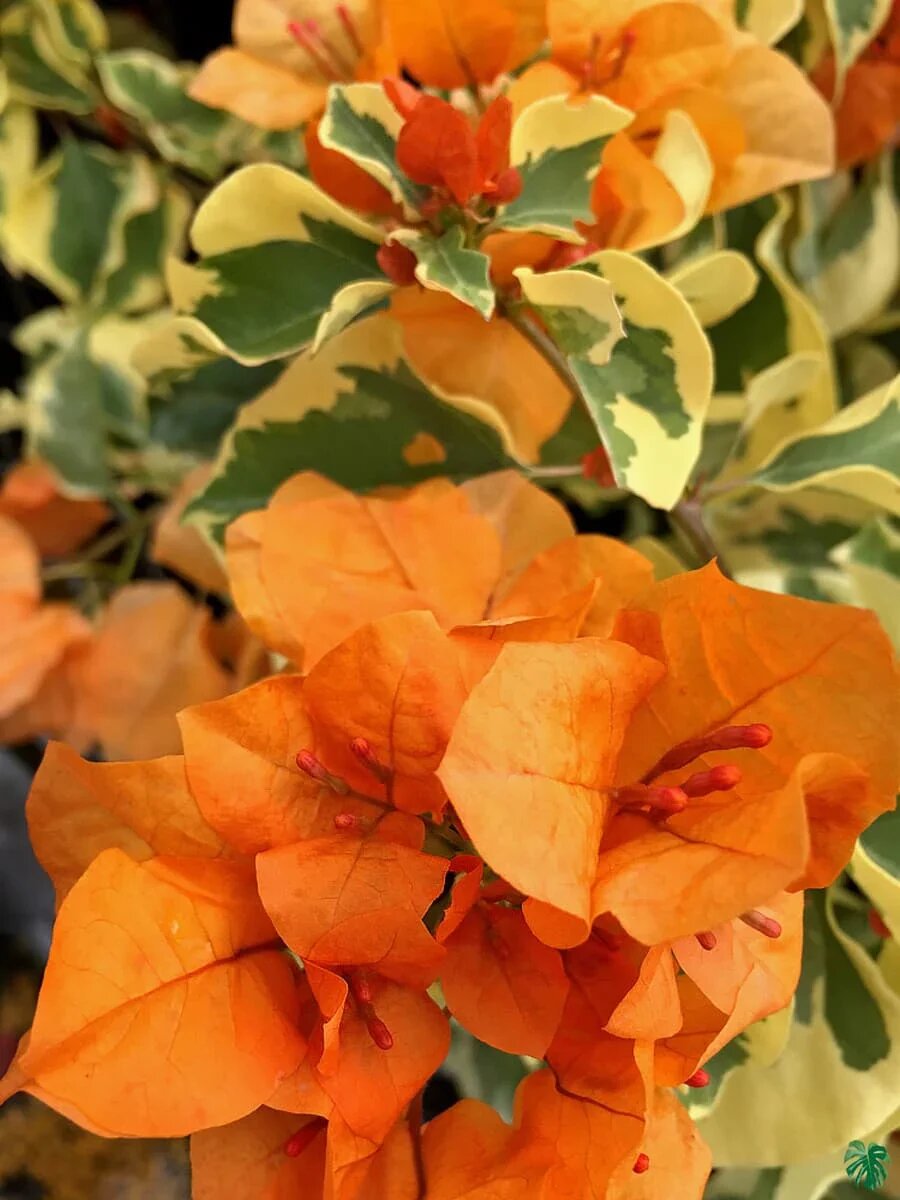 Bougainvillea Flower Seeds Orange – Heirloom, Non-GMO, High Germination Seeds