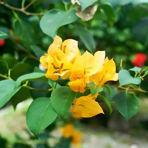 Yellow Bougainvillea Glabra Flower Seeds – Heirloom, Non-GMO, High Germination, Organic Garden Seeds