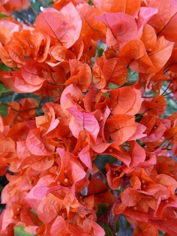 Rosa orangefarbene Bougainvillea-Blumensamen – Alte Sorte, gentechnikfrei, hohe Keimrate, Bio-Gartensamen