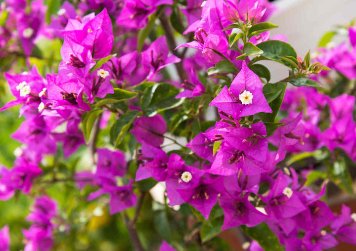 Pink Bougainvillea Flower Seeds Perennial – Heirloom, Non-GMO, High Germination Organic Garden Seeds for Planting Seeds for Planting