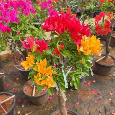 Red Yellow Bougainvillea Flower Seeds Heirloom Non-GMO High Germination Organic Garden Seeds for Planting