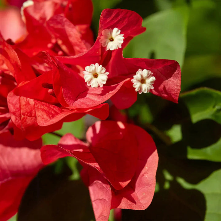 Bougainvillea Flower Seeds Red – Heirloom, Non-GMO, High Germination Organic Garden Seeds for Planting