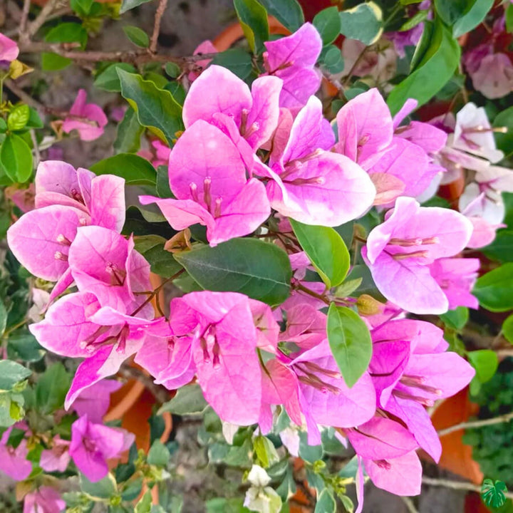 Pink Bougainvillea Flower Seeds Heirloom Non-GMO High Germination Organic Garden Seeds for Planting
