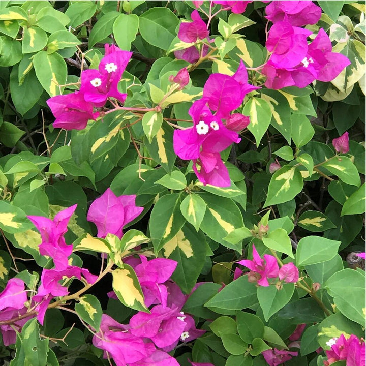 Pink Bougainvillea Flower Seeds Perennial – Heirloom, Non-GMO, High Germination Organic Garden Seeds for Planting Seeds for Planting