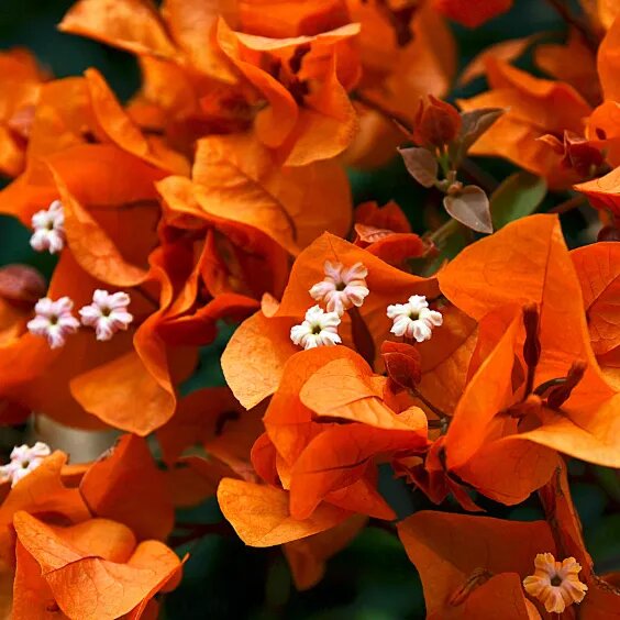 Orange Bougainvillea Flower Seeds Heirloom Non-GMO High Germination Organic Garden Seeds for Planting