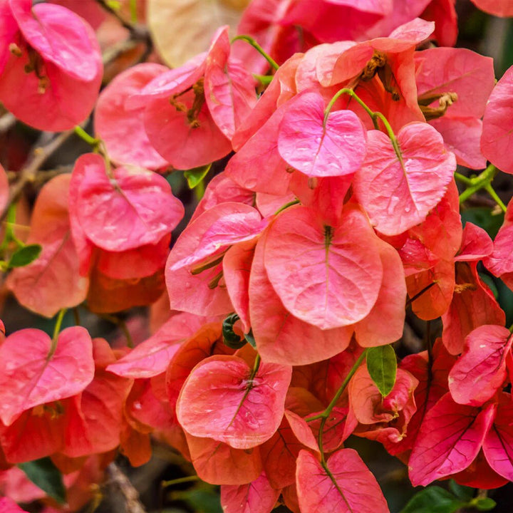 Rosa orangefarbene Bougainvillea-Blumensamen – Alte Sorte, gentechnikfrei, hohe Keimrate, Bio-Gartensamen