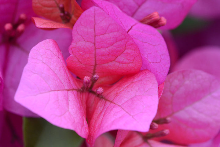 Riesen-Bougainvillea-Samen (Pink) zum Pflanzen – samenecht, gentechnikfrei, hohe Keimrate