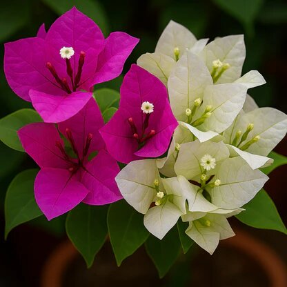 Pink White Bougainvillea Flower Seeds – Heirloom, Non-GMO, High Germination Organic Garden Seeds