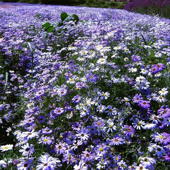 brachycomeiberidifoliaannualherbflowerheirloomnongmohighgerminationorganicgarden flower seeds