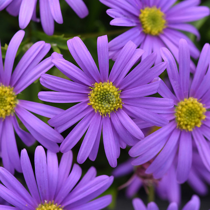 Violet Brachyscome Flower Seeds – Heirloom, Non-GMO, High Germination Organic Garden Seeds for Planting
