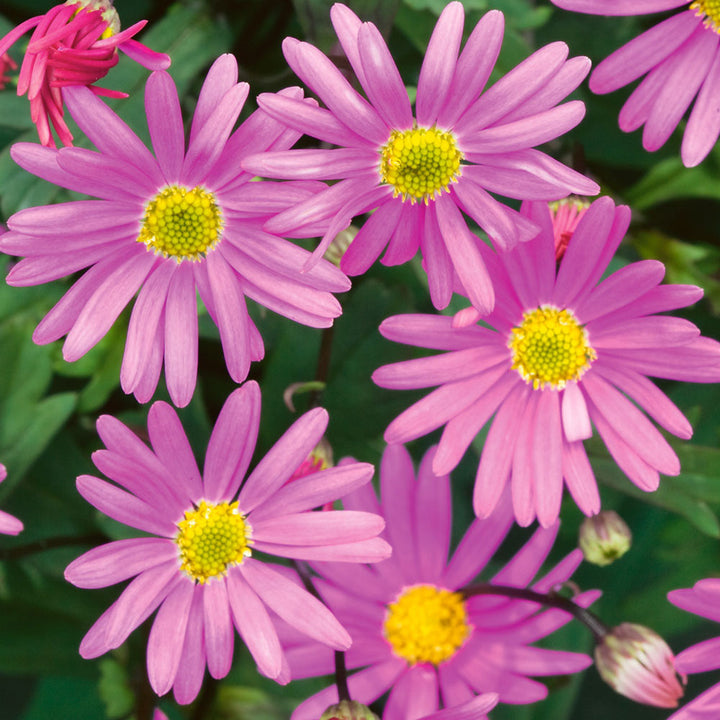 Pink Brachyscome Flower Seeds Heirloom Non-GMO High Germination Organic Garden Seeds for Planting