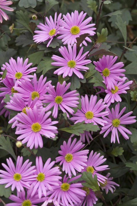 Pink Brachyscome Flower Seeds Heirloom Non-GMO High Germination Organic Garden Seeds for Planting
