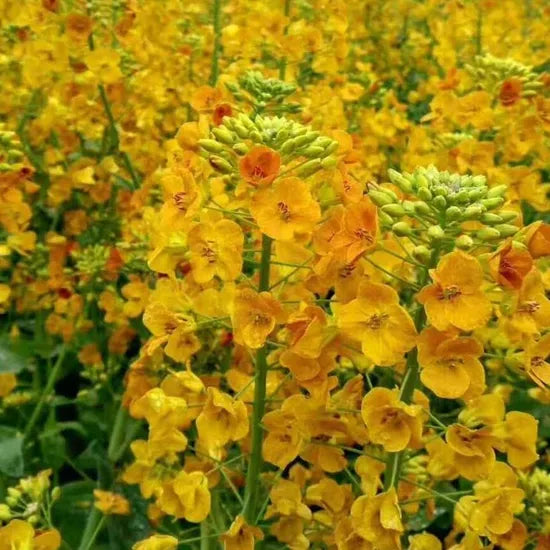 brassicacampestrisexcellentnectarplantsandoilcropsannualherbflowerheirloomnongmohighgerminationorganicgarden flower seeds