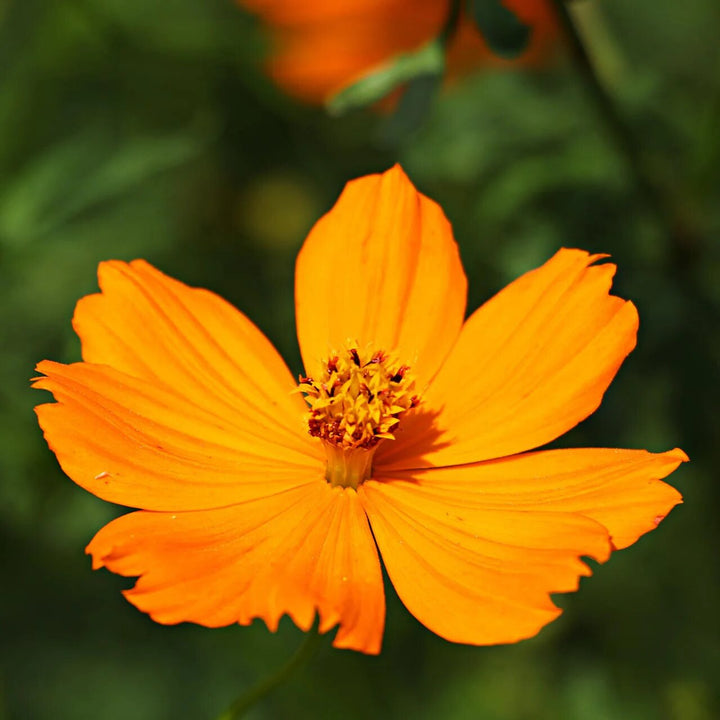 Cosmos Flower Seeds Orange for Planting – Heirloom Non-GMO High Germination Seeds