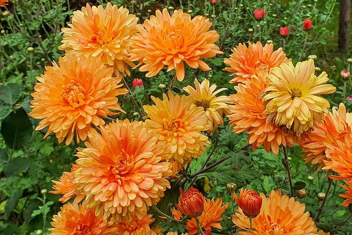 Helle orangefarbene Chrysanthemen-Samen – Alte Sorte, gentechnikfrei, hohe Keimrate