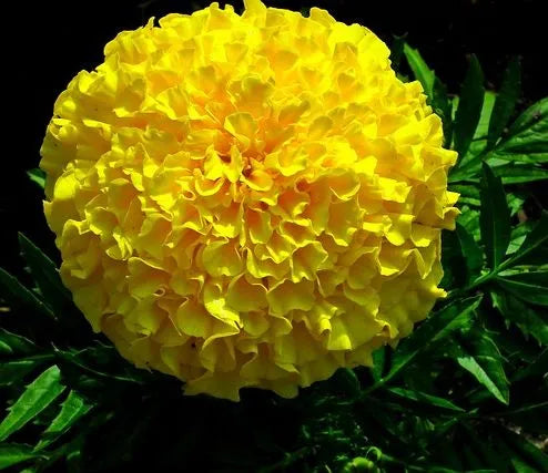 brightyellowgianthighqualityvarietymarigoldflowerforsaleheirloomnongmohighgerminationorganicgarden flower seeds