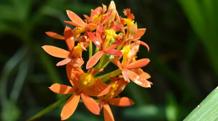 Semillas de flores de epidendro rubrum naranjas – Semillas de jardín orgánicas de alta germinación, reliquia, sin OMG para plantar