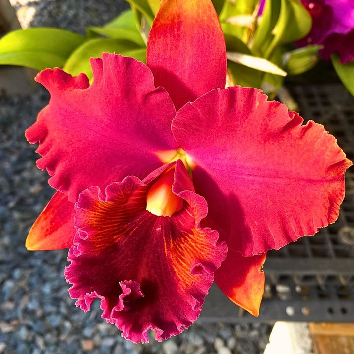Semillas de Orquídea Cattleya Roja para Sembrar – Herencia No-GMO Alta Germinación