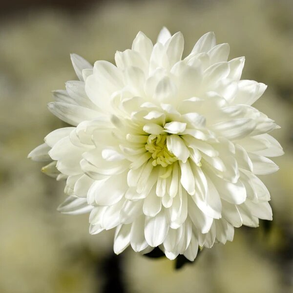Chrysanthemum Flower Seeds White – Heirloom, Non-GMO, High Germination Seeds