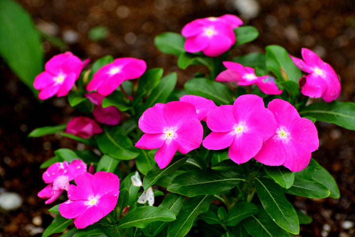 Pink Peristeria Flower Seeds – Heirloom Non-GMO High Germination Organic Garden Seeds for Planting