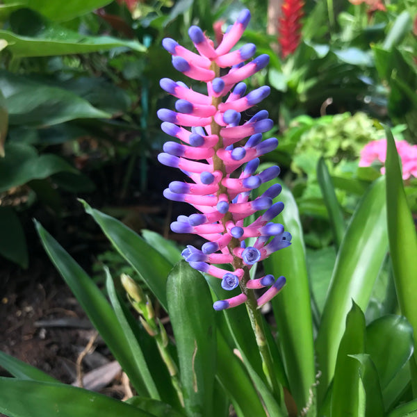 Blue Pink Bromeliad Flower Seeds – Heirloom, Non-GMO, High Germination, Organic Garden Seeds