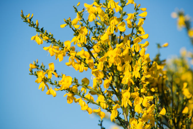 Cytisus Flower Seeds Perennial for Planting – Heirloom Non-GMO High Germination Seeds