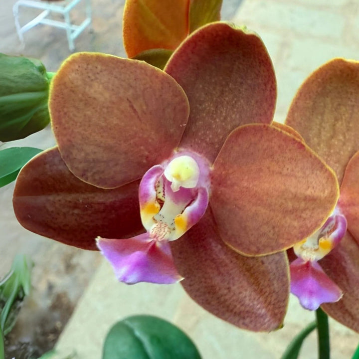Orchid Flower Seeds Brown – Heirloom, Non-GMO High Germination Seeds