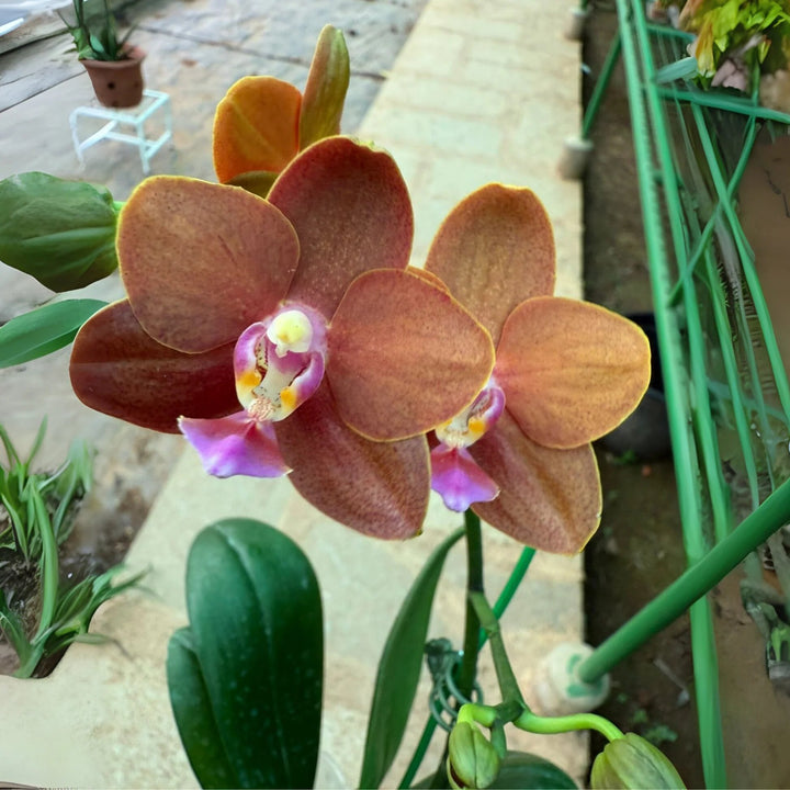 Brown Phalaenopsis Orchid Flower Seeds for Planting – Heirloom, Non-GMO, High Germination Organic Garden Seeds