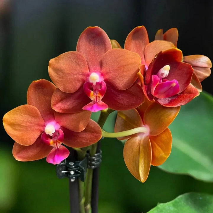 Orange Phalaenopsis Orchid Flower Seeds – Heirloom, Non-GMO Seeds