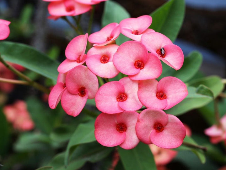 Crown Thorns Flower Seeds Pink – Heirloom Non-GMO High Germination Seeds