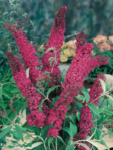 Pink Buddleia Flower Seeds for Planting – Heirloom Non-GMO High Germination Seeds