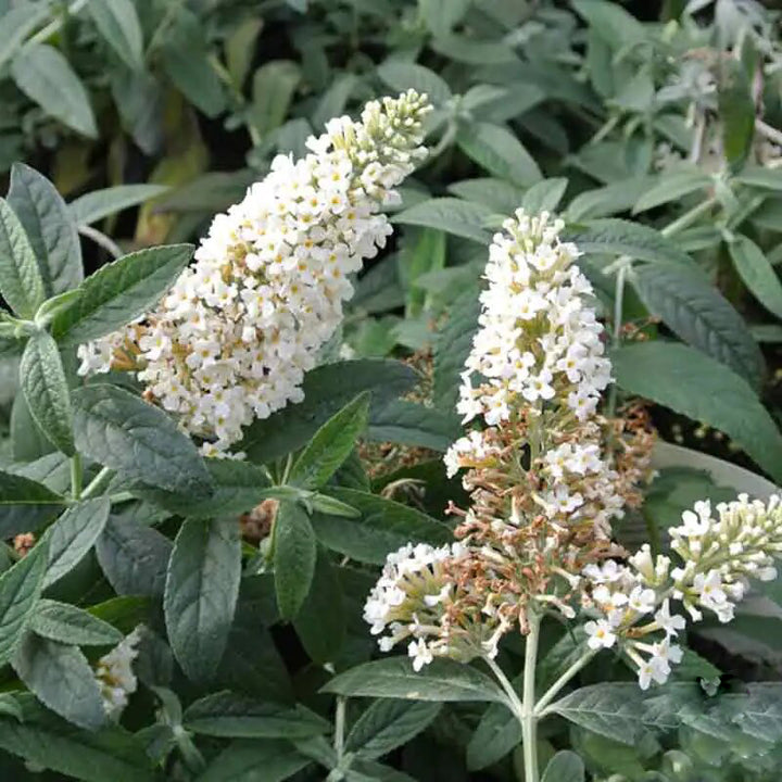 White Buddleia Flower Seeds – Heirloom, Non-GMO, High Germination Organic Garden Seeds for Planting
