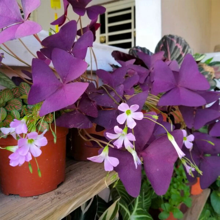 Oxalis Flower Seeds Purple Perennial – Heirloom, Non-GMO, High Germination Seeds