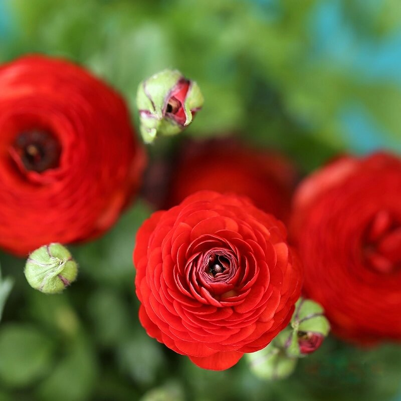 Red Asiaticus Flower Seeds for Planting – Heirloom Non-GMO High Germination Organic Seeds