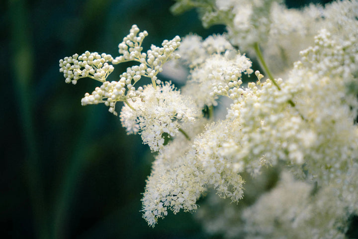 Meadowsweet Flower Seeds – Heirloom, Non-GMO, High Germination Seeds
