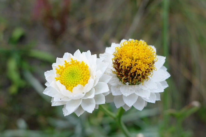 Ammobium Alatum Flower Seeds – Heirloom, Non-GMO, High Germination Seeds