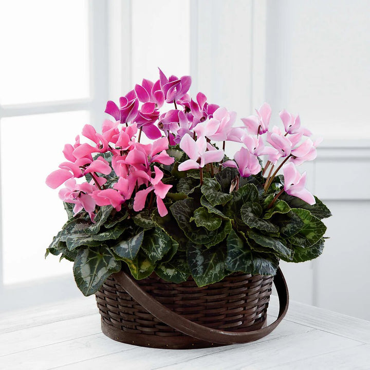 Cyclamen Flower Seeds Mixed – Heirloom, Non-GMO, High Germination Seeds