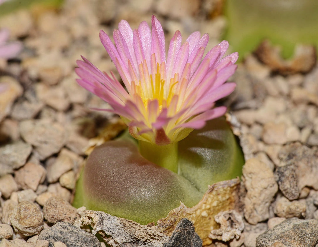 Conophytum Ratum herb seeds