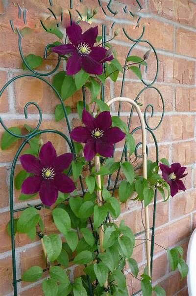 Clematis Flower Seeds Maroon – Heirloom, Non-GMO, High Germination Seeds