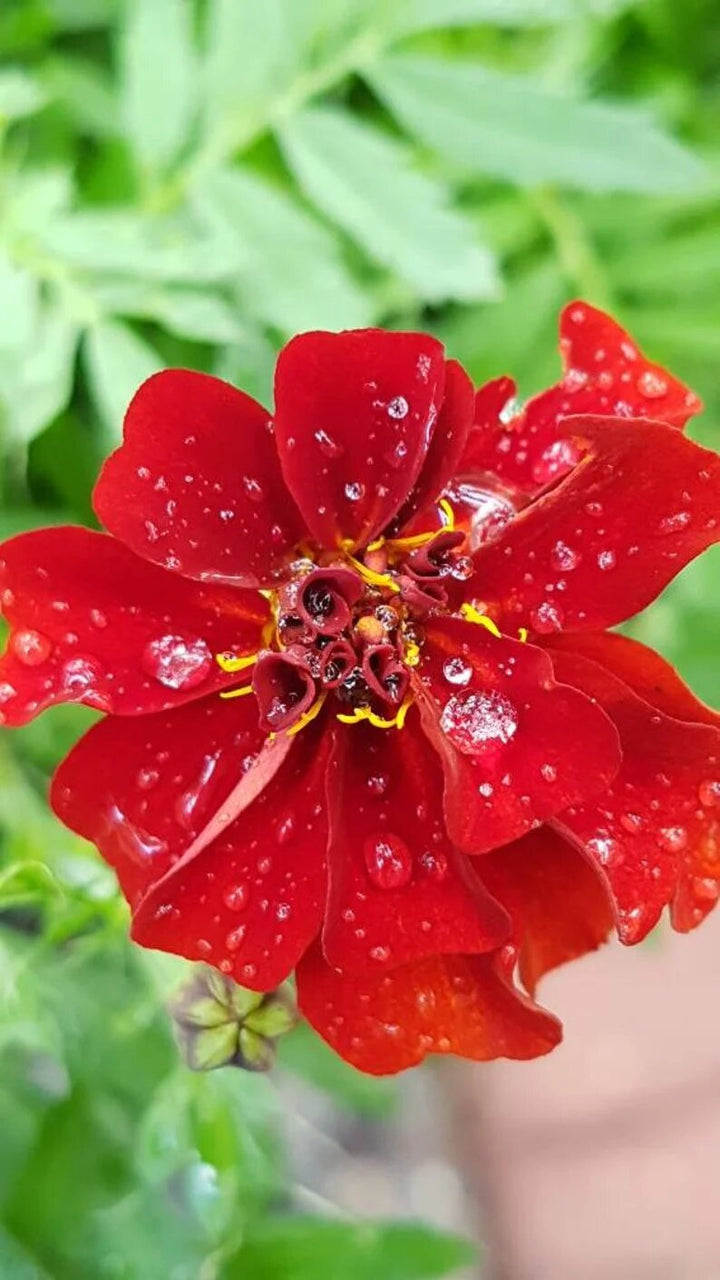 Semillas de caléndula roja – Reliquia, no transgénicas, semillas de alta germinación