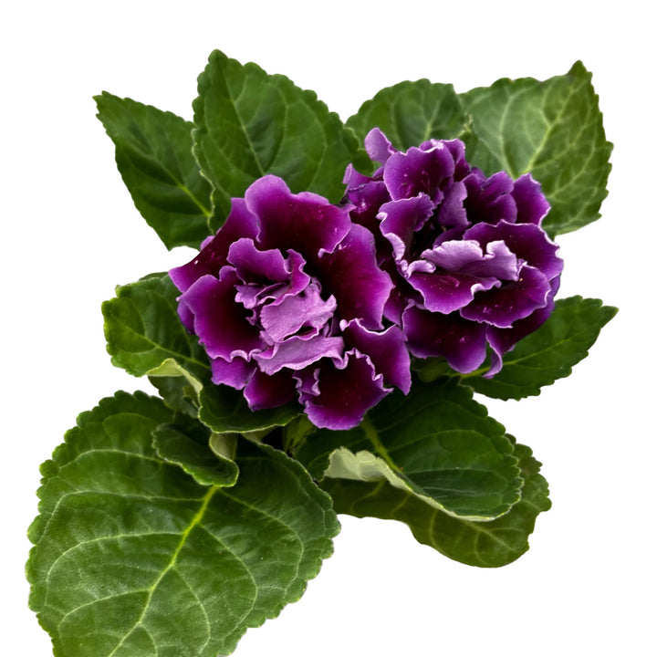Dark Violet Sinningia Gloxinia Flower Seeds – Heirloom Non-GMO High Germination