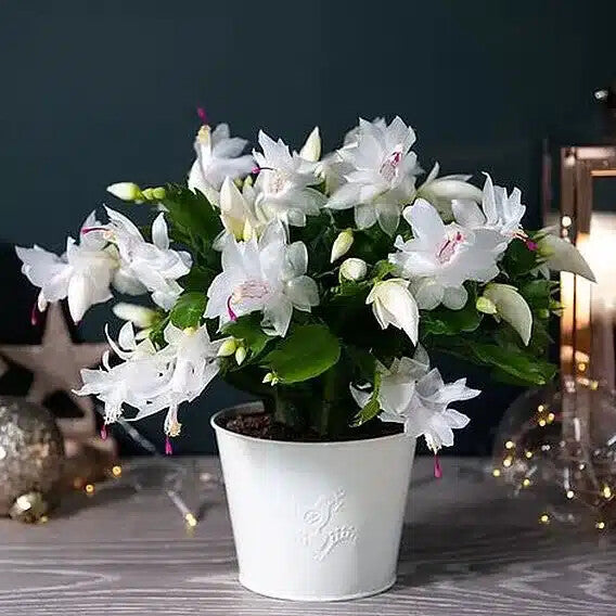 White Pink Schlumbergera Flower Seeds Heirloom Non-GMO High Germination Organic Garden Seeds for Planting