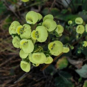 Green Calceolaria Flower Seeds – Heirloom, Non-GMO, High Germination Seeds
