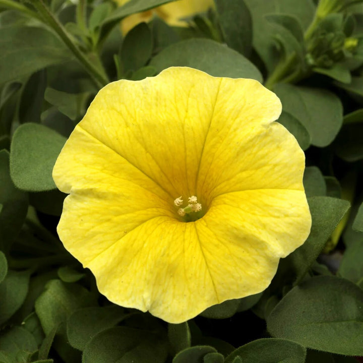 Calibrachoa Flower Seeds Yellow – Heirloom, Non-GMO, High Germination, Organic Garden Seeds