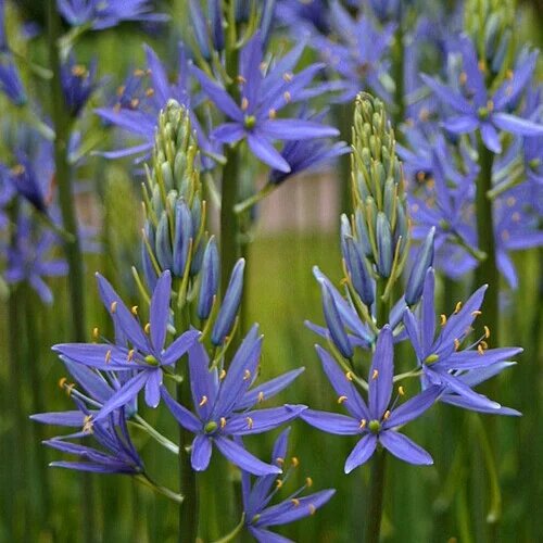 Blue Camassia Flower Seeds – Heirloom, Non-GMO Seeds for Planting, High Germination Organic Garden Seeds