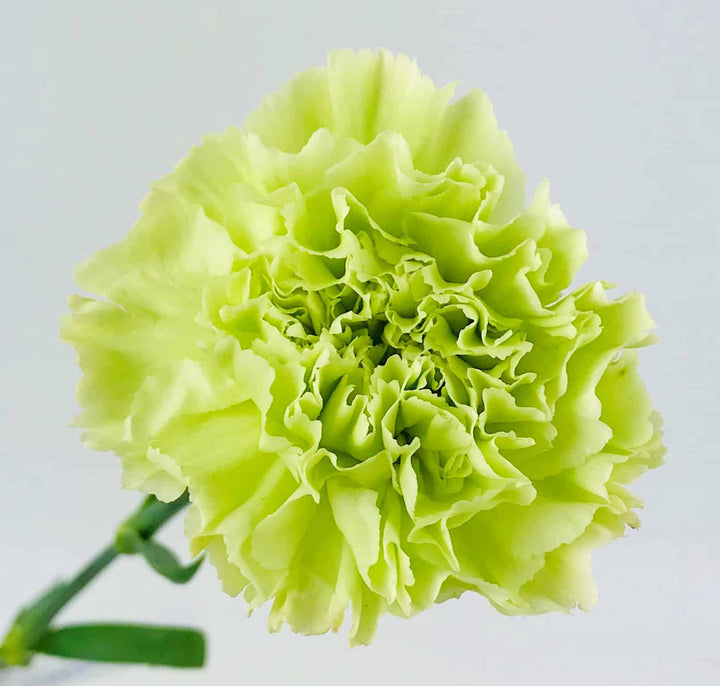 Green Carnation Flower Seeds – Heirloom, Non-GMO, High Germination Garden Seeds