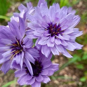 Heliopsis Flower Seeds Purple – Heirloom, Non-GMO, High Germination Seeds