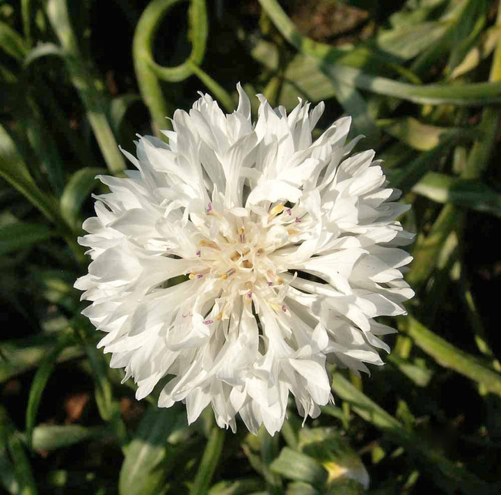 White Centaurea Flower Seeds for Planting – Heirloom Non-GMO High Germination Seeds
