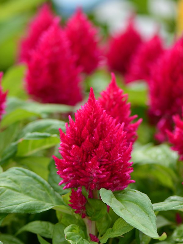 Red Camassia Flower Seeds – Heirloom, Non-GMO, High Germination Organic Garden Seeds